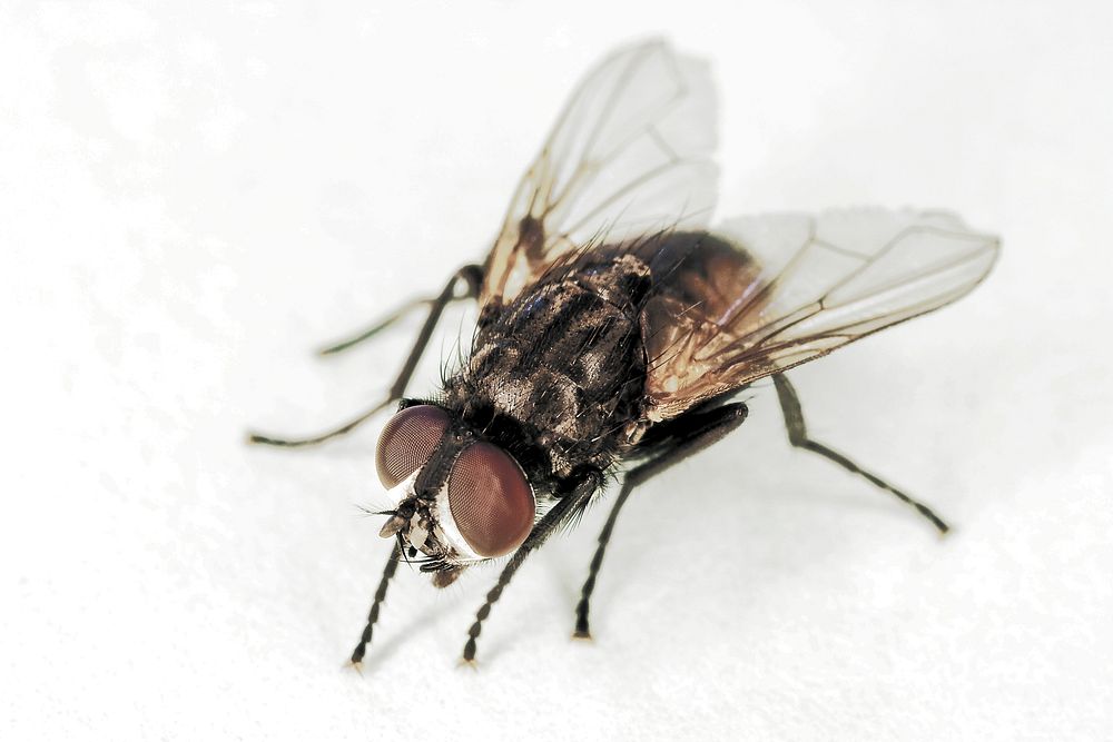 Common house fly, Musca domestica, on September 27, 2007, in Gainesville, FL. USDA/ARS photo by Stephen Ausmus. d1058-1.…