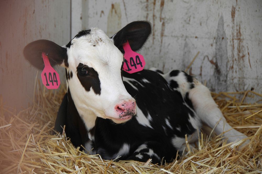 A young holstein calf rests in the straw at the David Holm Dairy. Fruitland, Idaho. 7/20/2012 Photo by Kirsten Strough.…