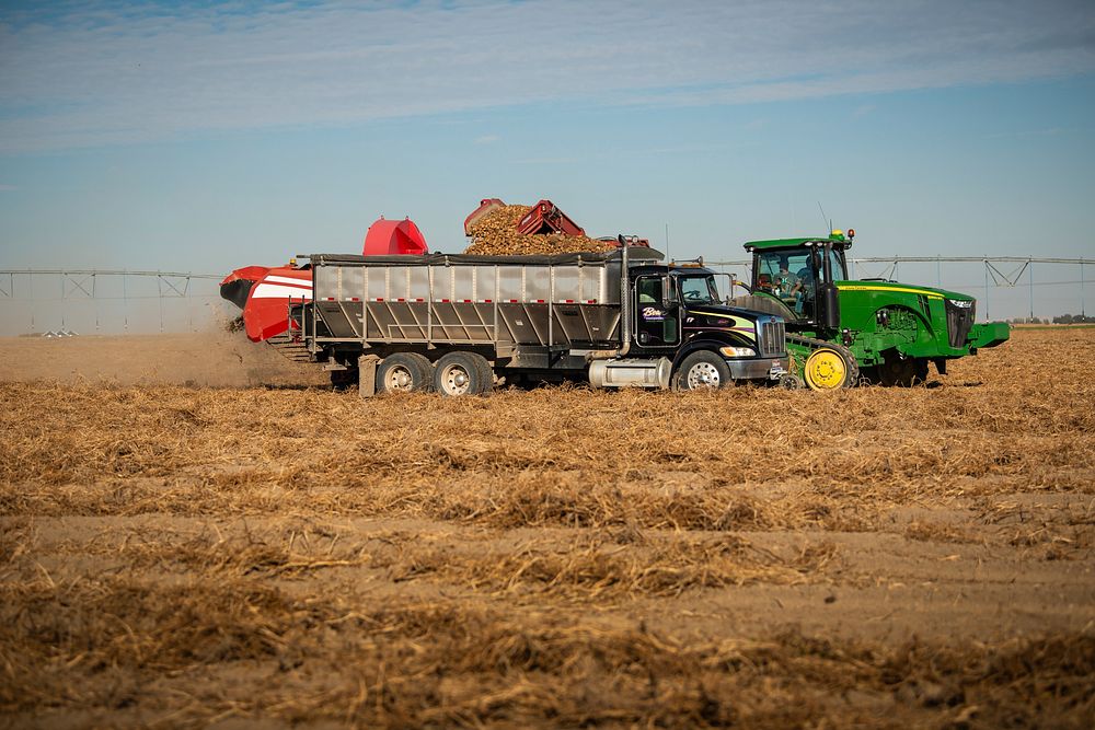 Potato harvest and sorting in Burley, Idaho around W 600 S and S 400 W streets. Photo by Kirsten Strough. Original public…
