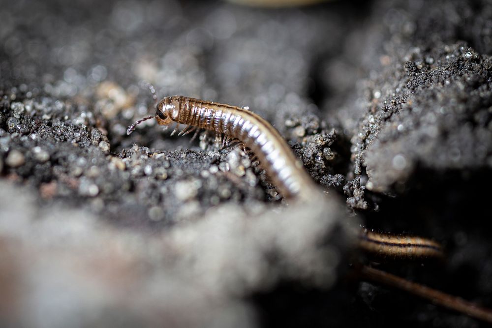 Millipede. Original public domain image from Flickr