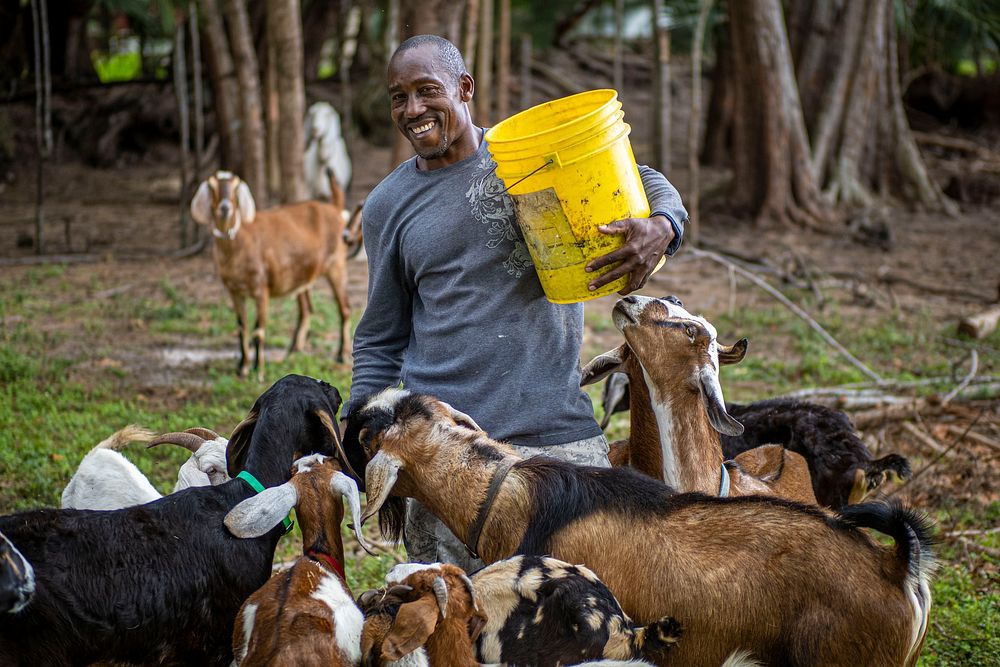 Dave Borrowes, a producer with the North-South Institute, raise goats, sheep and other livestock on his farm Epic Ranch, in…