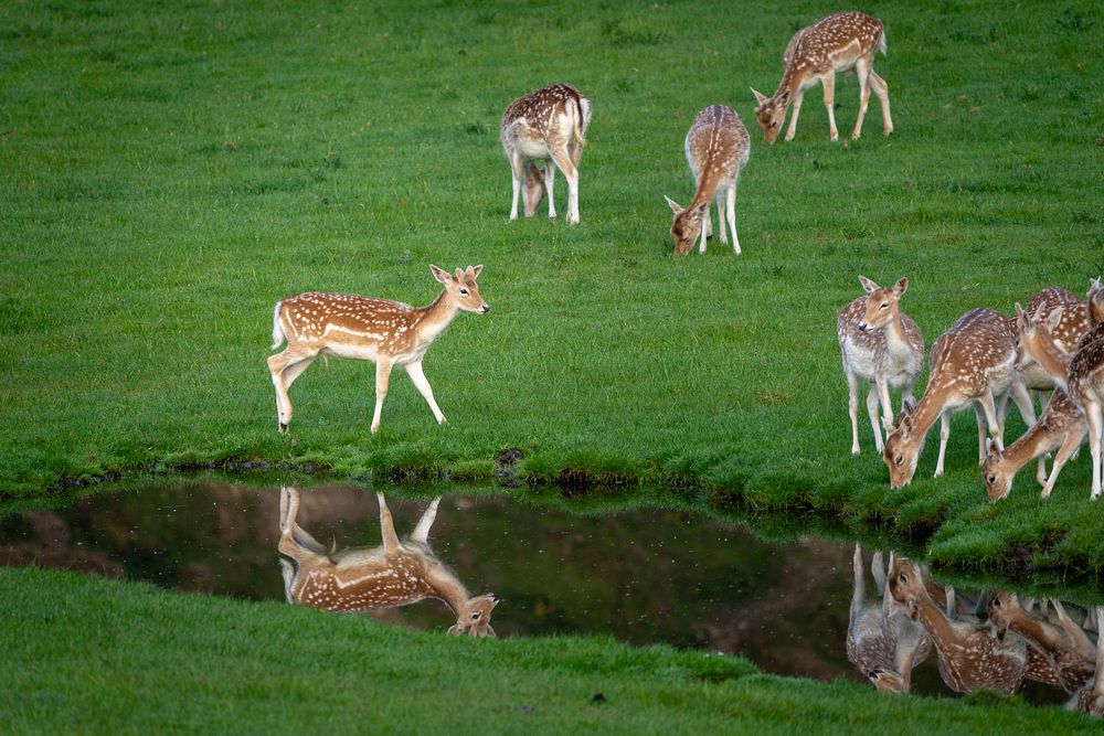 Deer grazing near a pond. Original public domain image from Flickr