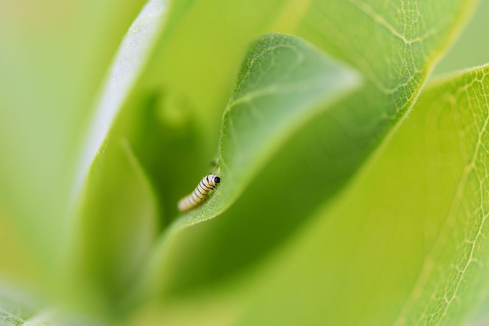 Monarch caterpillar on common milkweed. We spotted this small monarch caterpillar munching on some common milkweed. Original…