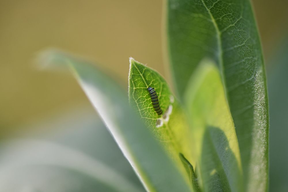 Monarch caterpillar on common milkweed. Original public domain image from Flickr