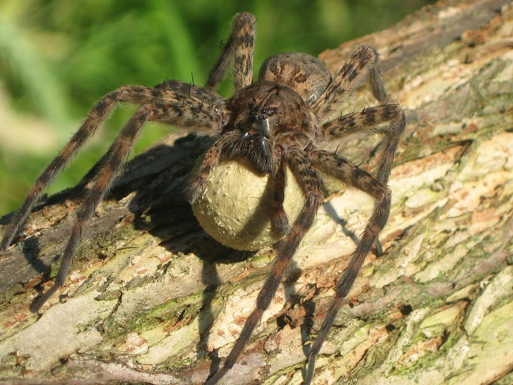 Fishing Spider with Egg Sac. Port Louisa National Wildlife Refuge - Wapello, IA. Original public domain image from Flickr