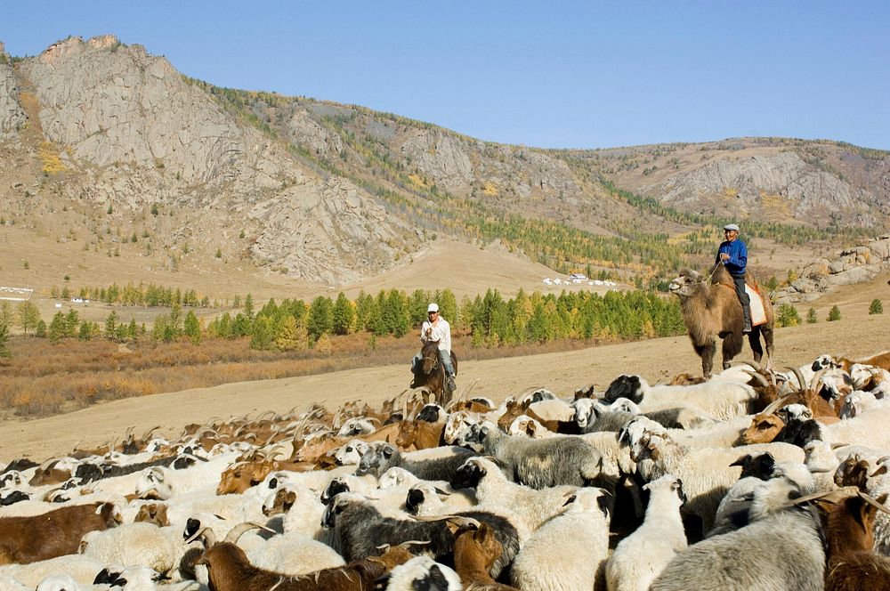 Two oler men herding a big group of sheep in Mongolia. Original public domain image from Flickr
