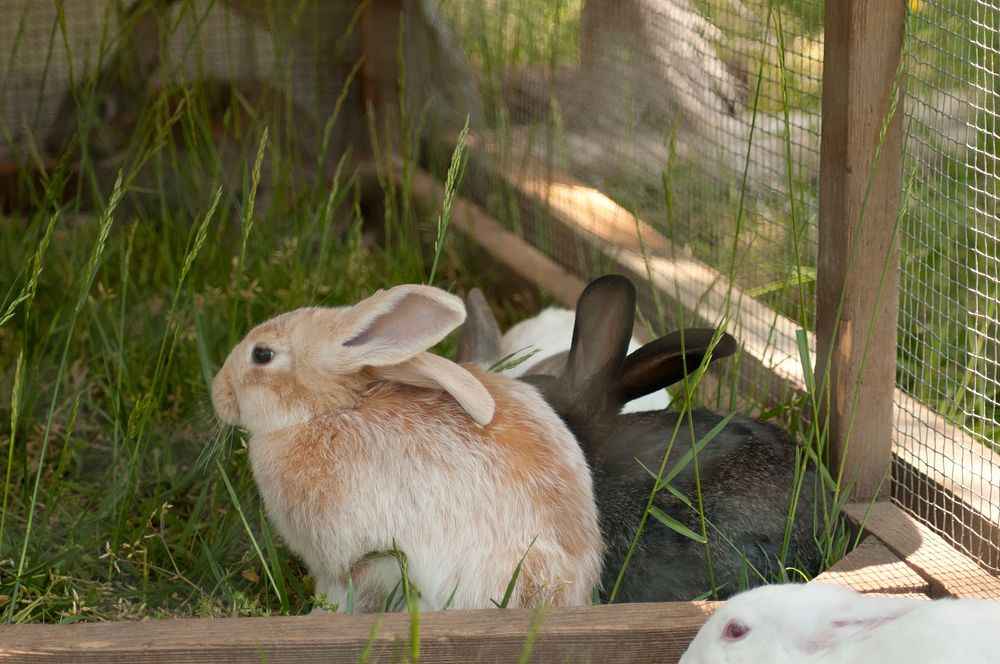 Rabbits are the newest arrivals to Tuckahoe Plantation, in Goochland County, VA on May 5, 2011.