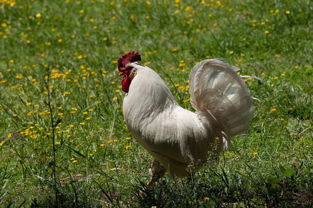 A rooster freely walkabout the lawns and pastures at the Tuckahoe Plantation, in Goochland County, VA area on Thursday, May…
