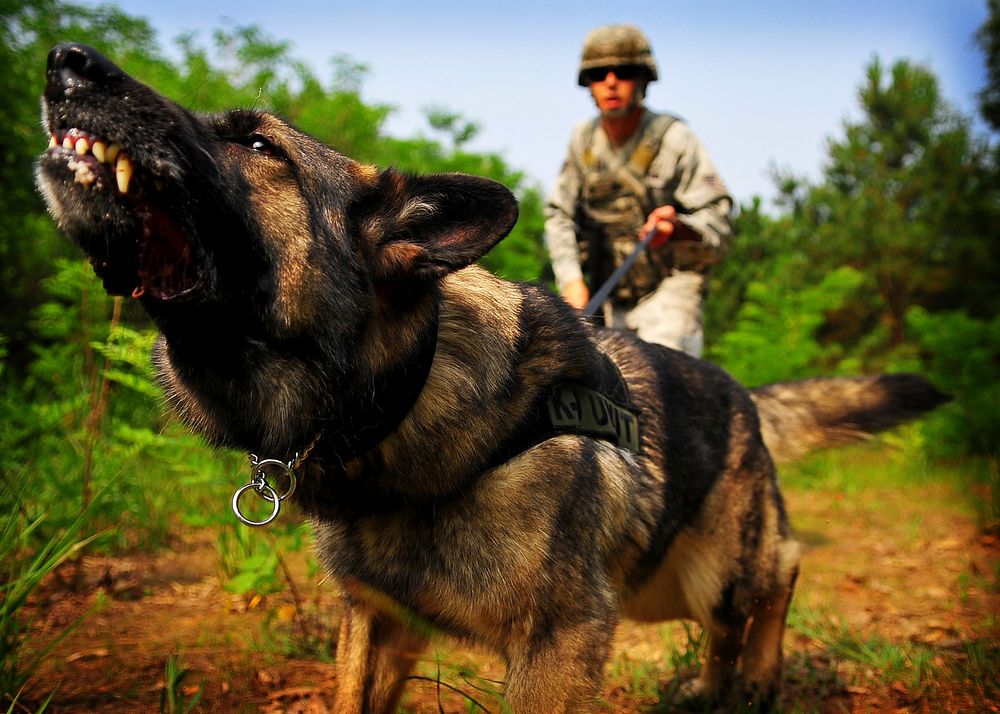 Fanta, a U.S. Air Force military working dog assigned to the 51st Fighter Wing, barks during an exercise at Osan Air Base in…