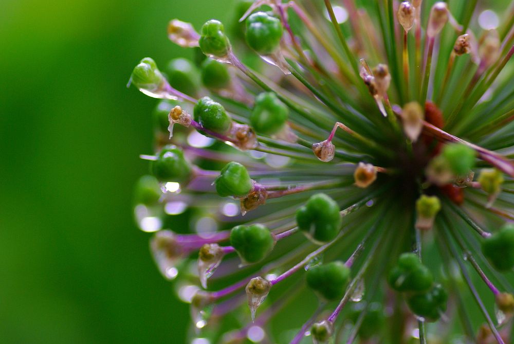 Green pollen macro shot. Original public domain image from Flickr