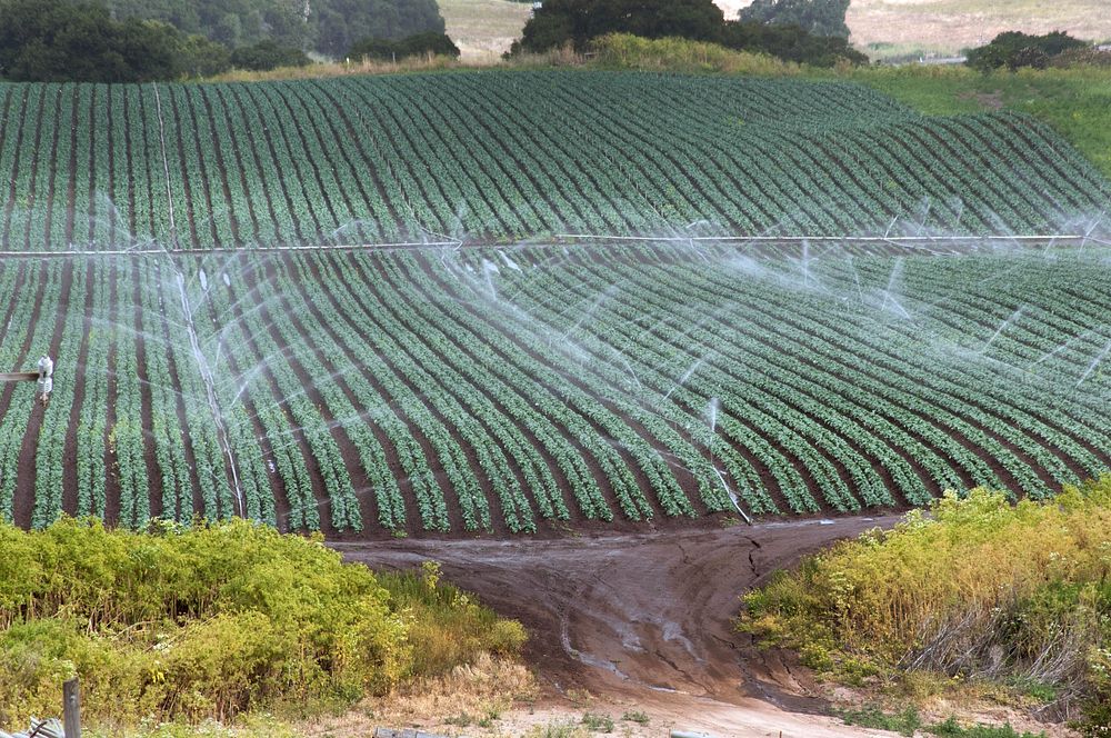 Conventional sprinkler irrigation at Leafy Greens, operated by farmer Tom Heess, in the Salinas Valley of California on…