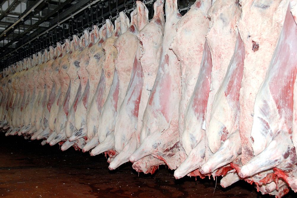 Sides of beef at the Sam Kane beef slaughterhouse in Corpus Christi, Texas on June 10, 2008 are stored in a refrigerated…