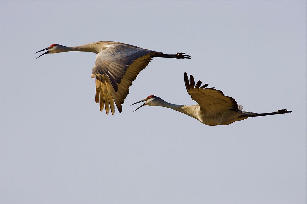 Two sandhill cranes in flight. Original public domain image from Flickr