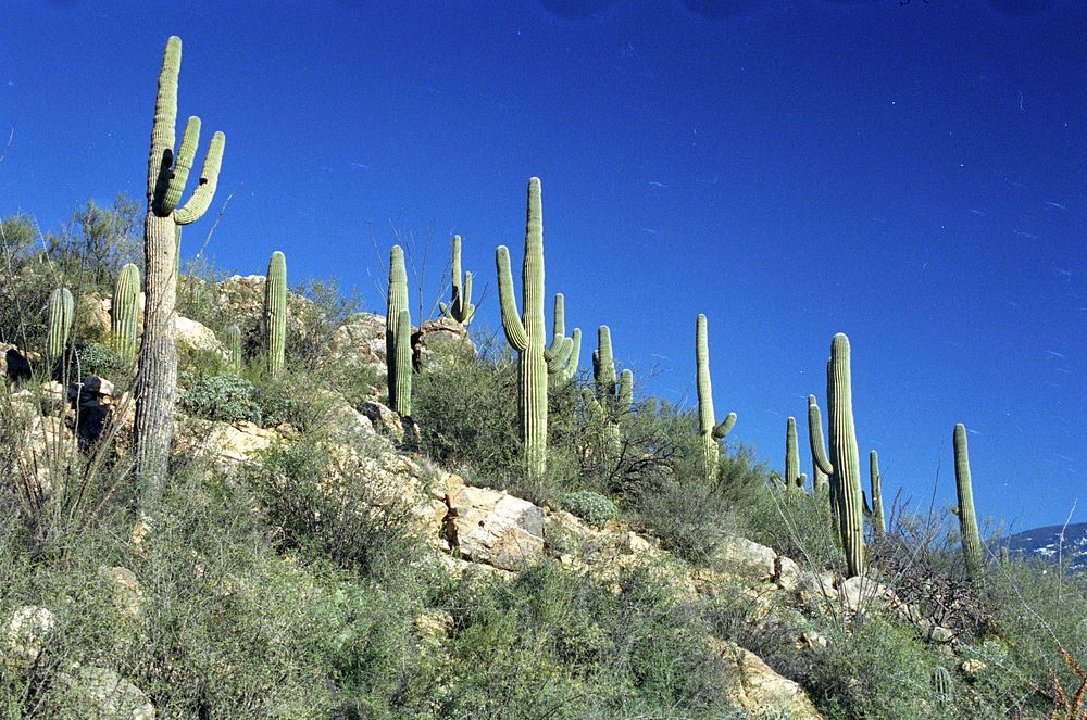 Saguaro cacti thrive on the desert part of the Tonto National Forest near Tucson, AZ on January 25, 2001.