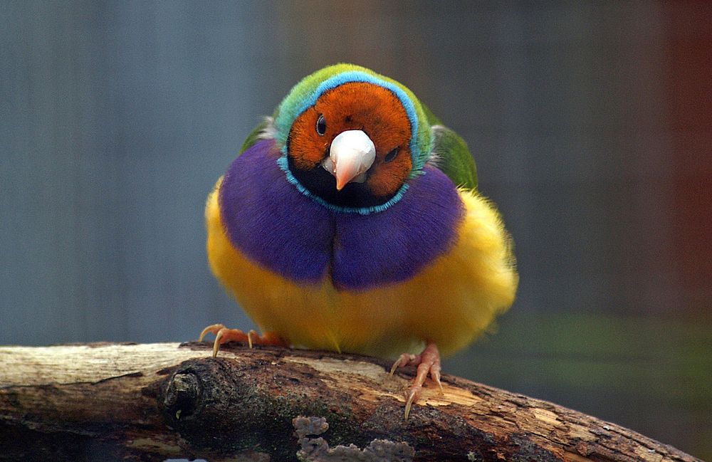 Gouldian finch, colorful bird background. Original public domain image from Flickr