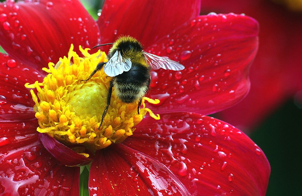 Dahlia pinnata is a species in the genus Dahlia, family Asteraceae, with the common name garden dahlia. It is the type…