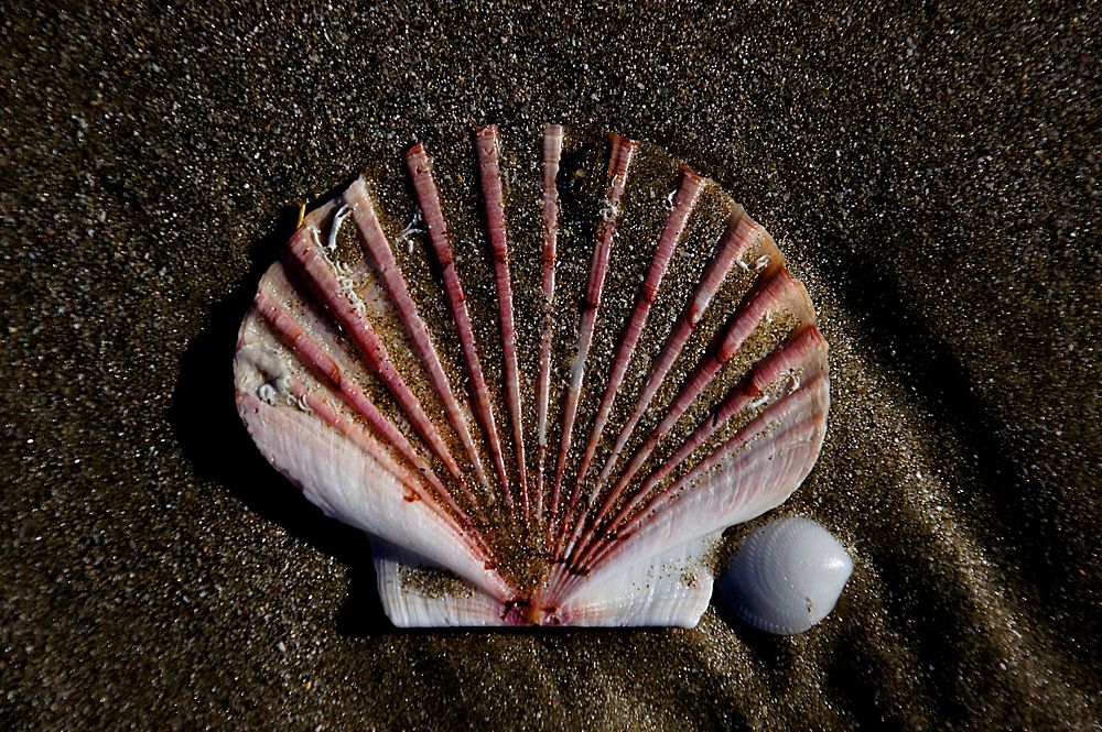 Shells appearing on wet sand. Original public domain image from Flickr