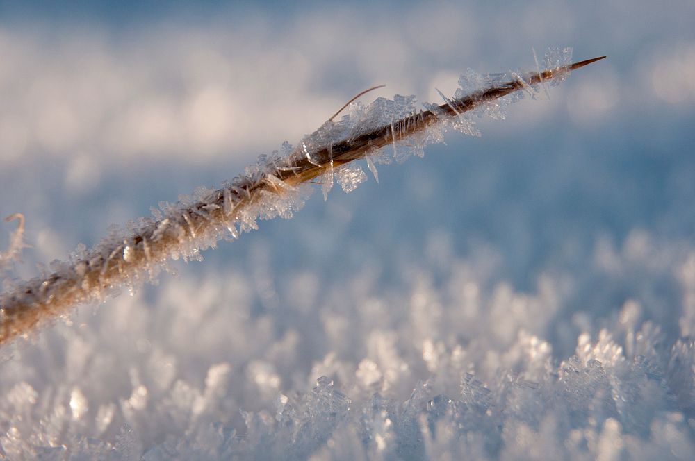 Hoar Frost & Yucca. Original public domain image from Flickr