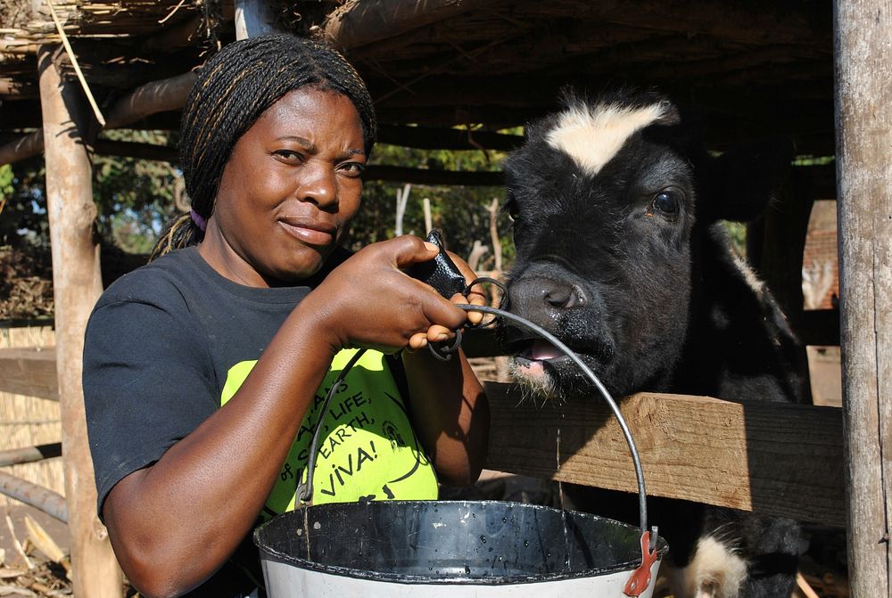 Dairy farmer. A woman from a rural area outside Malawi&rsquo;s capital Lilongwe&rsquo;s feeds a cow she raises for dairy…