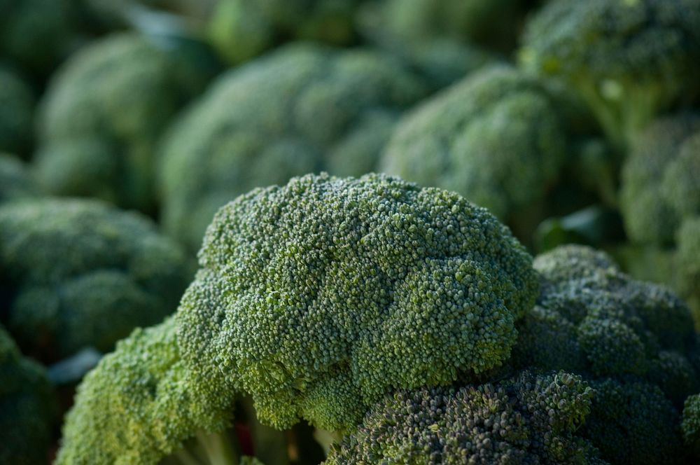 Worden Farm (www.wordenfarm.com) fresh picked organic broccoli are ready for sale at the Saturday Morning Market, in St.…