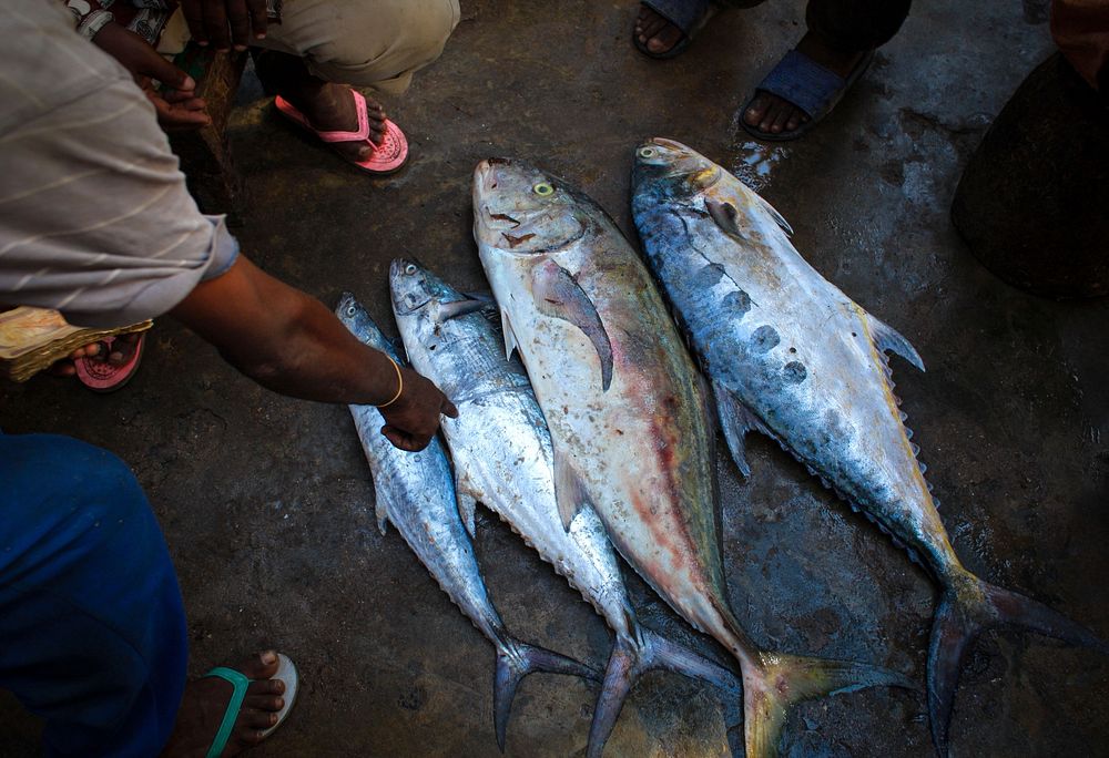 Traders and buyers negotiate over different species of freshly caught fish inside Mogadishu's fish market in the Xamar Weyne…