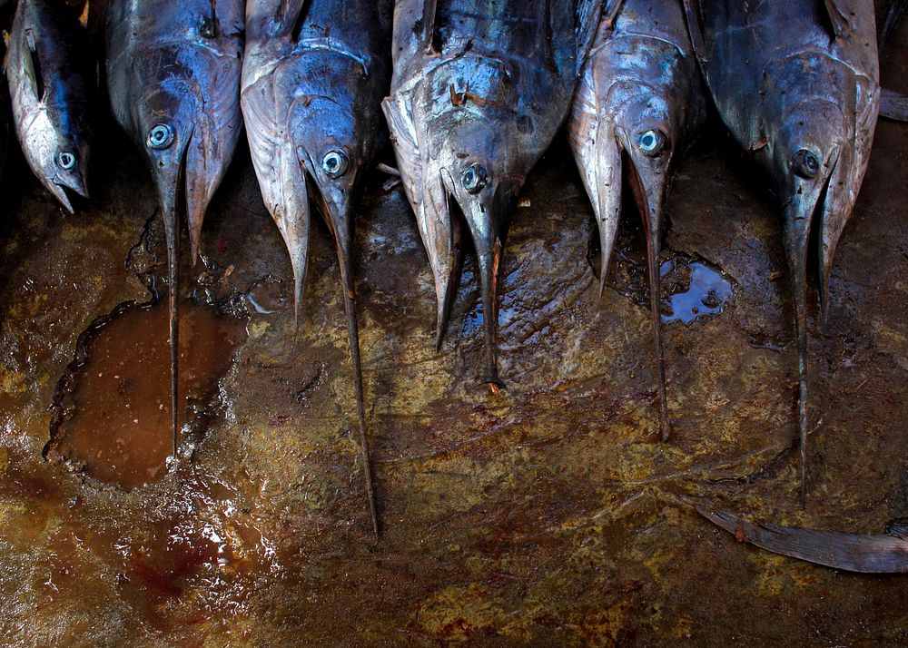 Freshly caught sailfish are lined up for sale inside Mogadishu's fish market, Somalia. Original public domain image from…