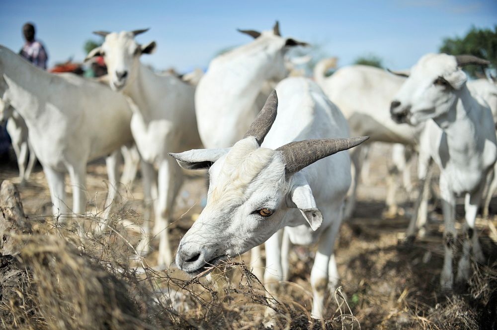 Goats eat grass brought in for them at Bakara Animal Market in Mogadishu, Somalia. Original public domain image from Flickr
