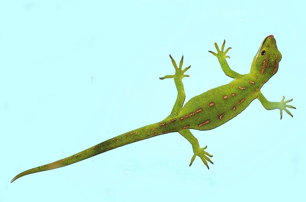 Northland green gecko, blue background. Original public domain image from Flickr