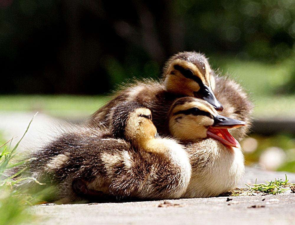 Little ducklings, cute animal background. Original public domain image from Flickr