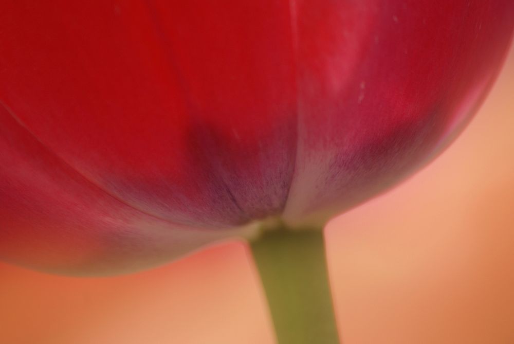 Tulip flower. Original public domain image from Flickr
