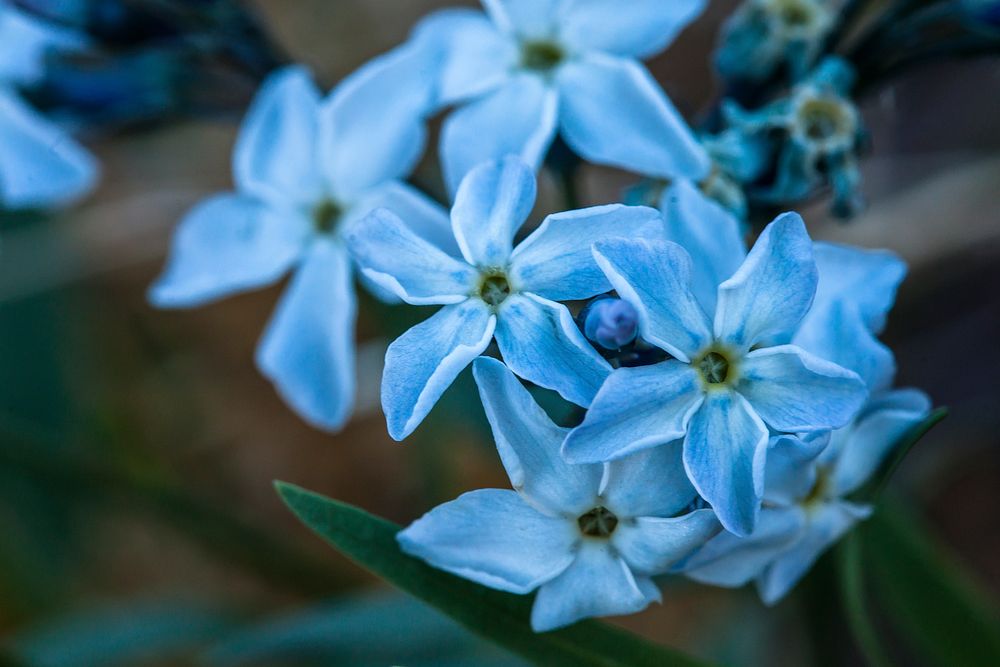 Tomentose amsonia. Original public domain image from Flickr