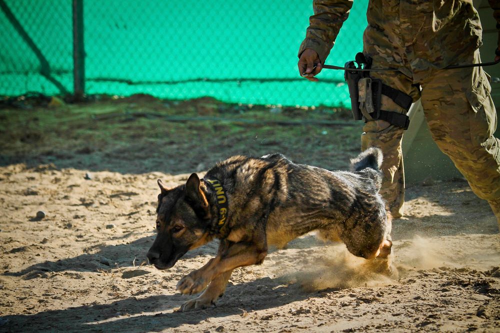 U.S. Air Force Military Working Dog Figo chases after a practice enemy dressed in protective gear at Bagram Airfield…