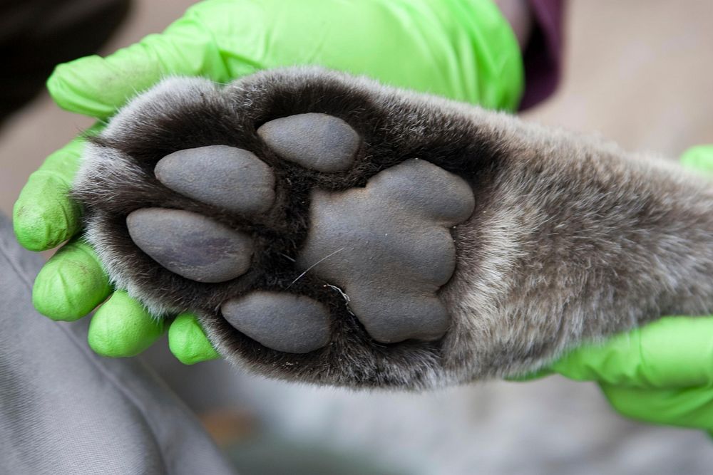 Mountain Lion Paw. Original public domain image from Flickr