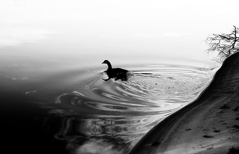 Duck. Original public domain image from Flickr