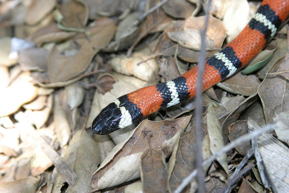 California Mountain King Snake. Scientific name: Lampropeltis zonata. Original public domain image from Flickr
