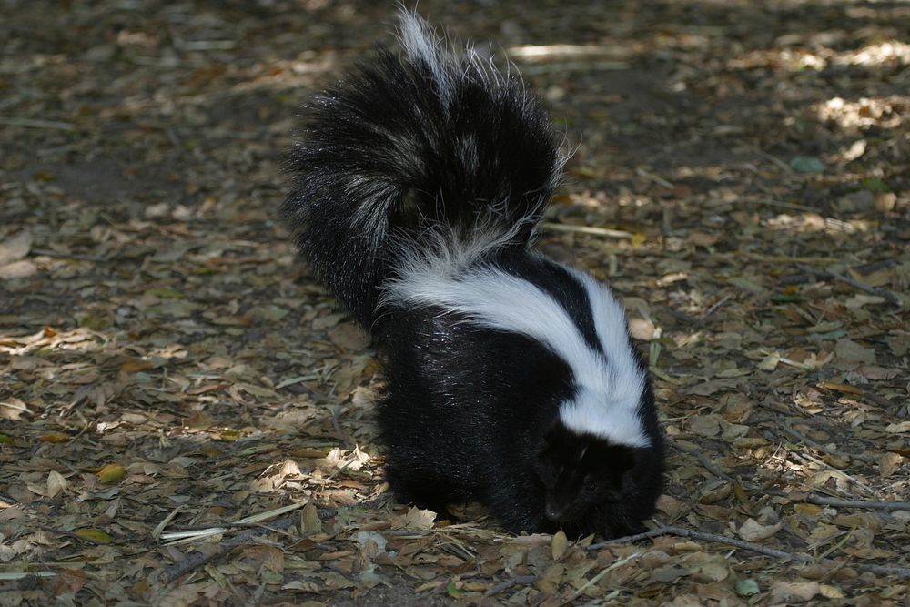 Skunk. Original public domain image from Flickr