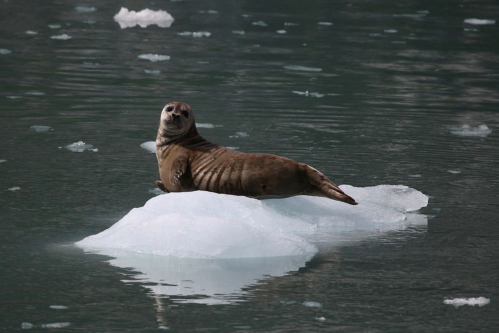 Harbor Seal. Original public domain image from Flickr