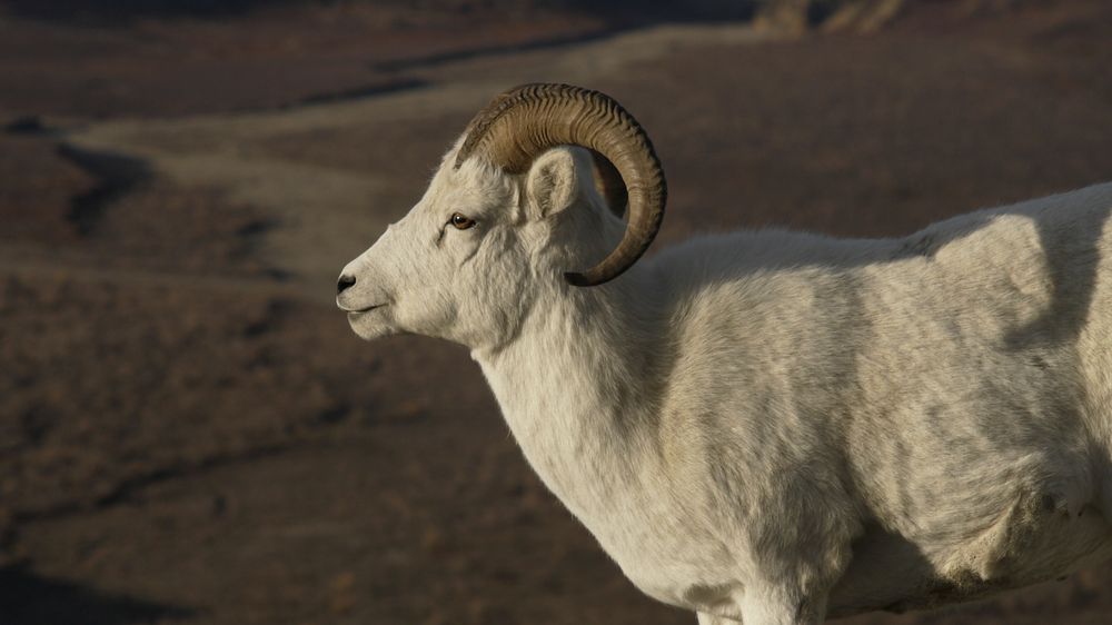 Dall sheep. Original public domain image from Flickr