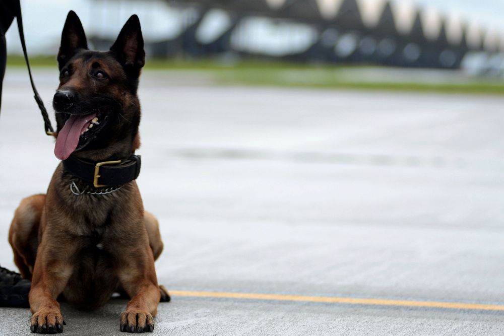 Police dog with leash lying on the ground. Original public domain image from Flickr