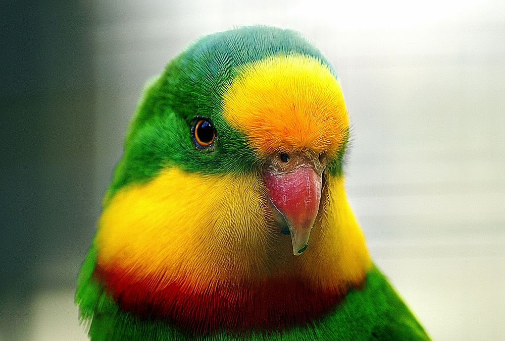 Superb parrot, colorful macaw background. Original public domain image from Flickr