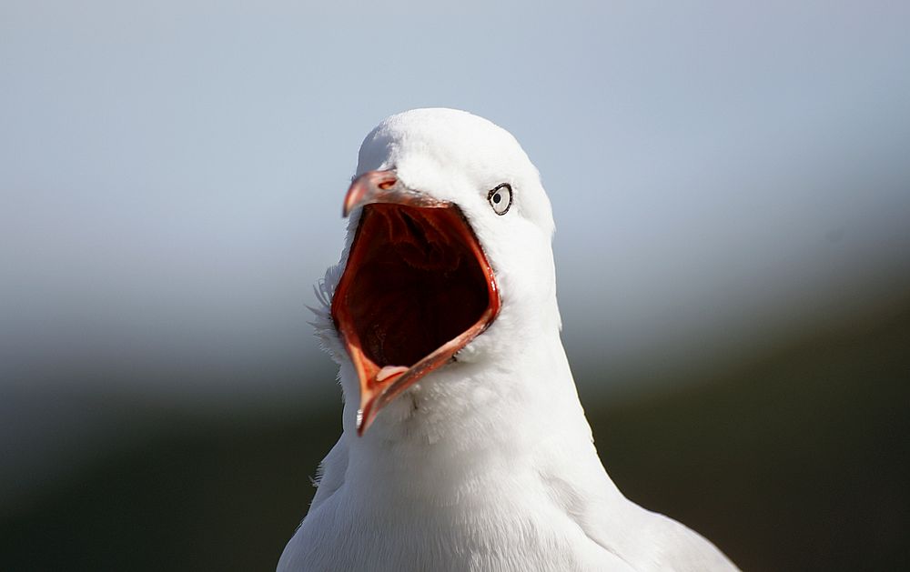 Red billed gull opeining beak. Original public domain image from Flickr