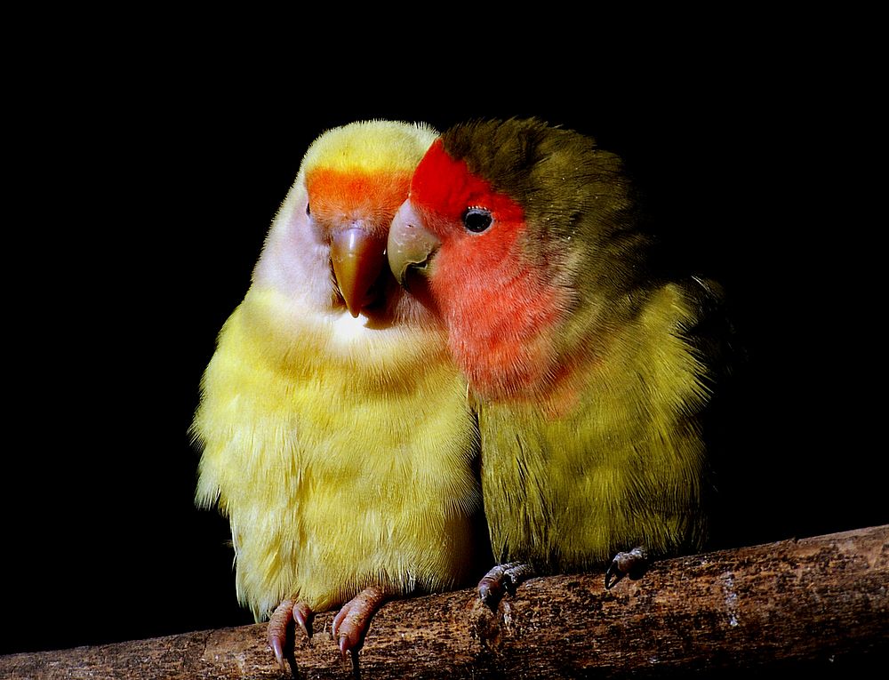 Peach faced love birds background. Original public domain image from Flickr