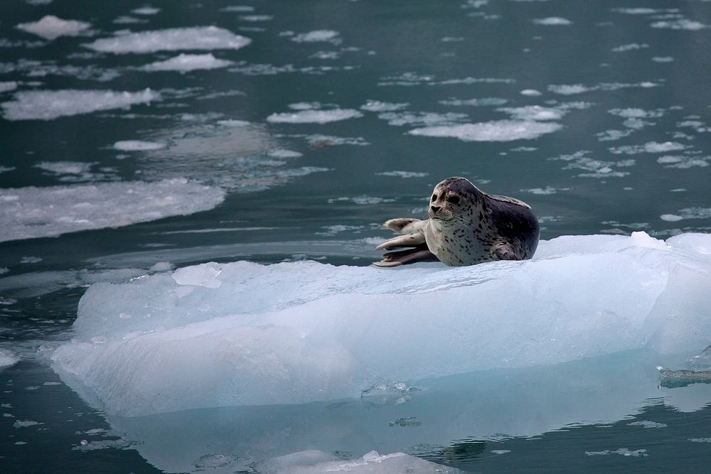 Harbor seal. Original public domain image from Flickr