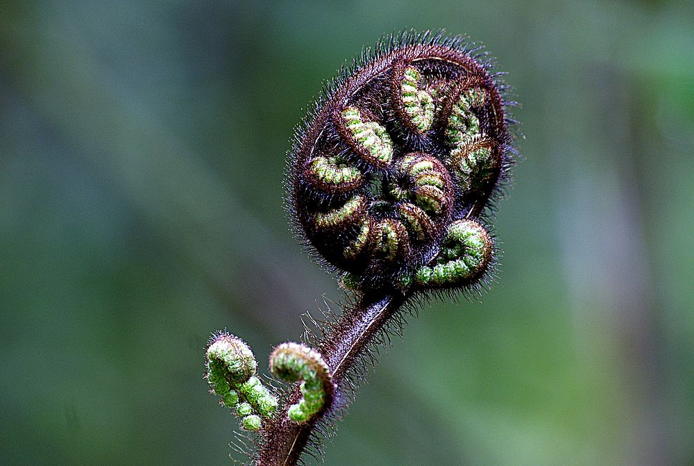 Fern frond. Ferns are typically found in moist, forested areas because they require lots of water. Ferns are abundant in all…
