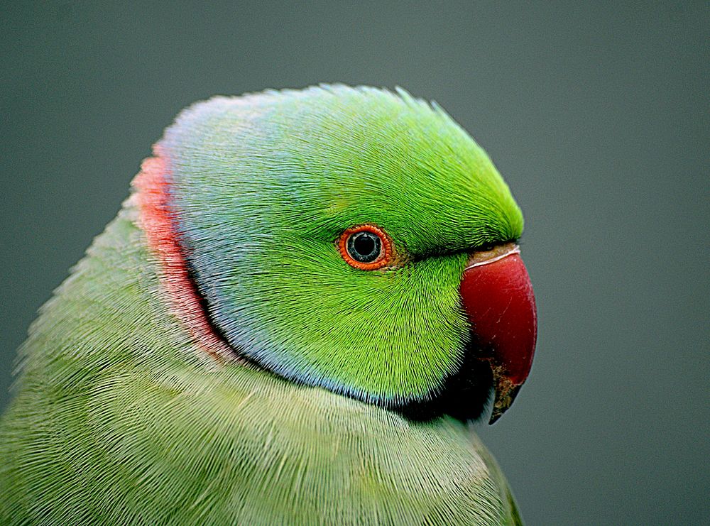 Indian ringneck parrot close up. Original public domain image from Flickr