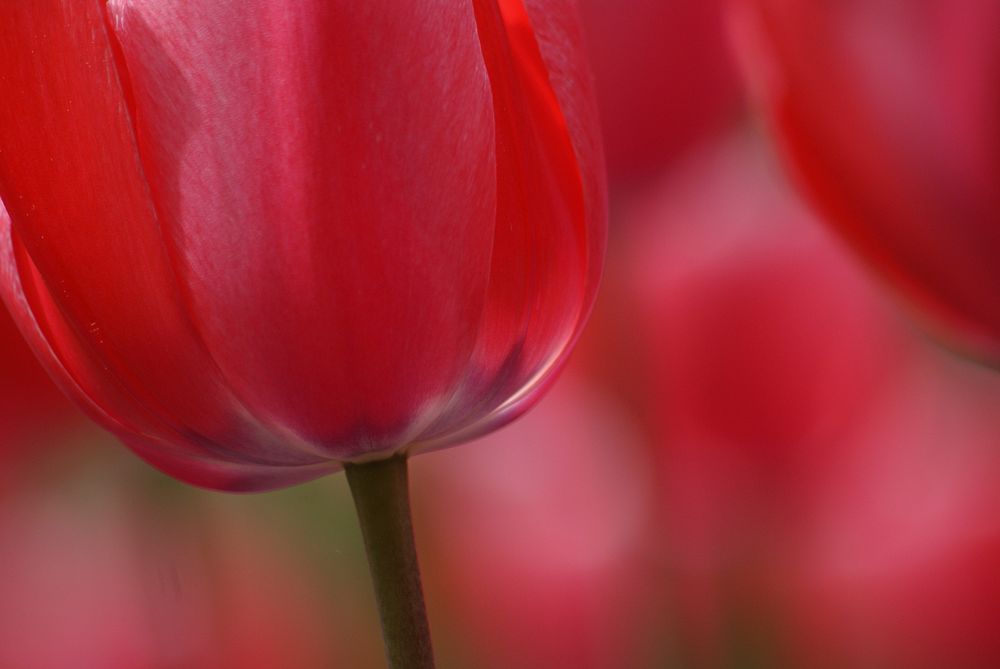 Tulip flower. Original public domain image from Flickr