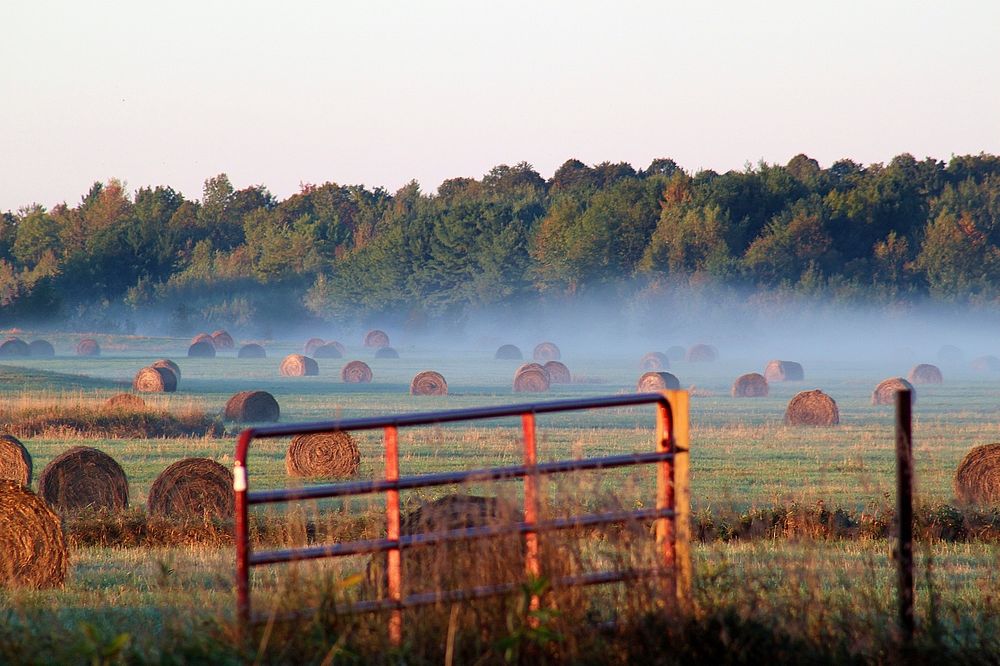 Foggy grasslands. Original public domain image from Flickr