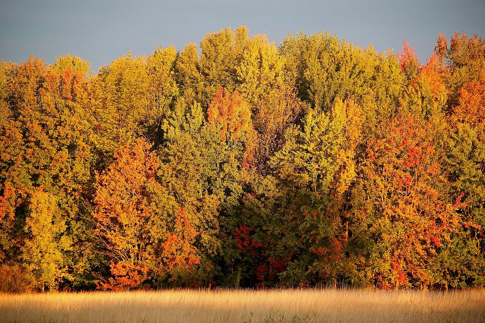 Fall foliage at Missisquoi National Wildlife Refuge. Original public domain image from Flickr