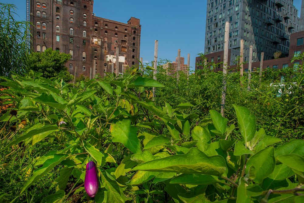 A lone eggplant waits to be picked at the North Brooklyn Farm (NBF) in the shadow of the Williamsburg Bridge is a site for…