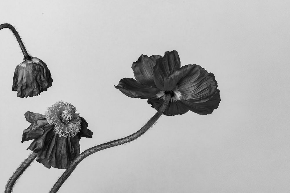 Poppy flowers desktop wallpaper background, monotone